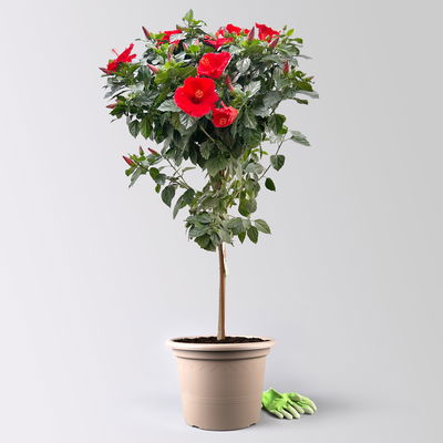 Hibiskus, rot, Stamm, Topf-Ø 23 cm, Höhe ca. 120 cm