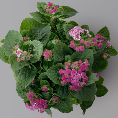 Leberbalsam rosa, Topf-Ø 12 cm, 6er-Set