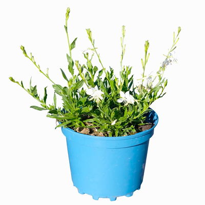 Kölles Beste Prachtkerze weiß, 19 cm Topf