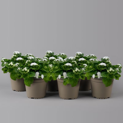 Leberbalsam weiß, Topf-Ø 12 cm, 6er-Set