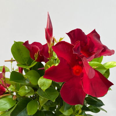 Dipladenie, dunkelrot, Spalier, Topf-Ø 14 cm, Höhe ca. 45 cm, 2 Pflanzen