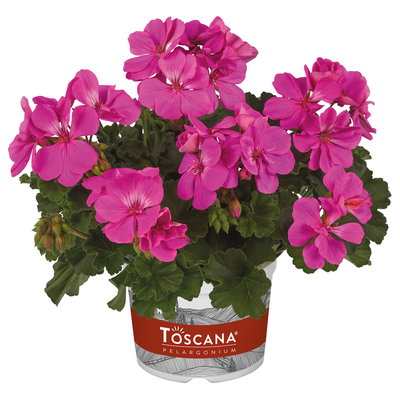 Geranie, pink, stehend, Topf-Ø 13 cm, 6 Pflanzen