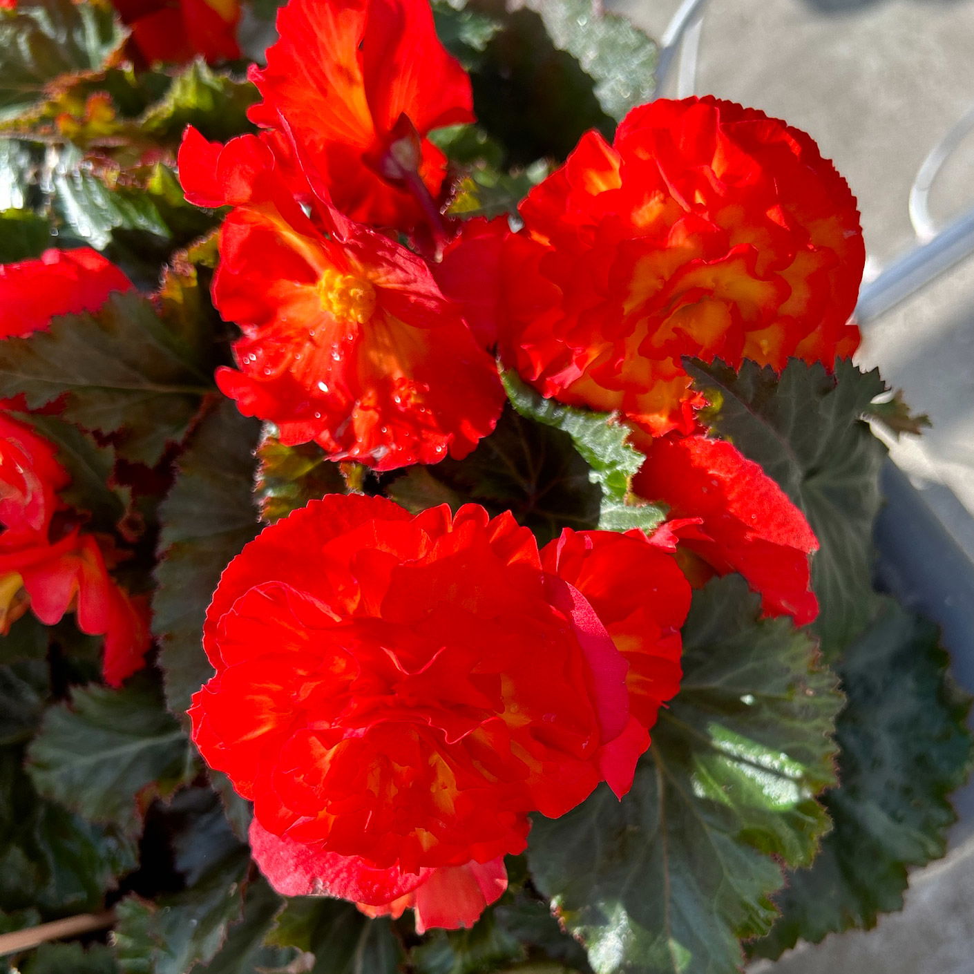 Knollenbegonie 'Nonstop® Flame' orange-gelb, Topf 11/12 cm Ø, 6 Pflanzen