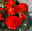 Knollenbegonie 'Nonstop® Flame' orange-gelb, Topf 11/12 cm Ø, 6 Pflanzen