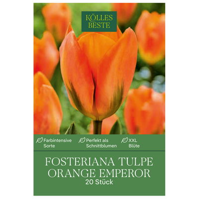 Fosteriana Tulpen Orange Emperor orange, 20 Blumenzwiebeln Fosteriana Tulpen Orange Emperor orange, 20 Blumenzwiebeln