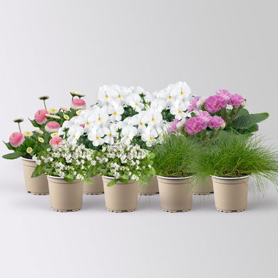 Grabbepflanzung Frühling rosa-weiß, 12 Pflanzen Grabbepflanzung Frühling rosa-weiß, 12 Pflanzen