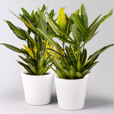 Kroton 'Sunny Star', inkl. Keramiktopf Dallas weiß, Topf-Ø 12 cm, 2 Stück Kroton 'Sunny Star', inkl. Keramiktopf Dallas weiß, Topf-Ø 12 cm, 2 Stück