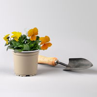 Hornveilchen 'Trio', orange-gelb-weiß, Topf-Ø 10/11 cm, 8 Pflanzen Hornveilchen 'Trio', orange-gelb-weiß, Topf-Ø 10/11 cm, 8 Pflanzen