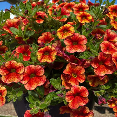 Zauberglöckchen, orange, dunkelrot geadert, Topf-Ø 13 cm, 6 Pflanzen