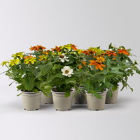 Zinnie, kleinblütig, Farben zufällig, Topf-Ø 12 cm, 6 Pflanzen