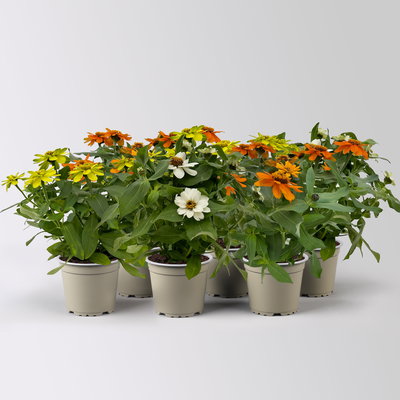 Zinnie, kleinblütig, Farben zufällig, Topf-Ø 12 cm, 6 Pflanzen