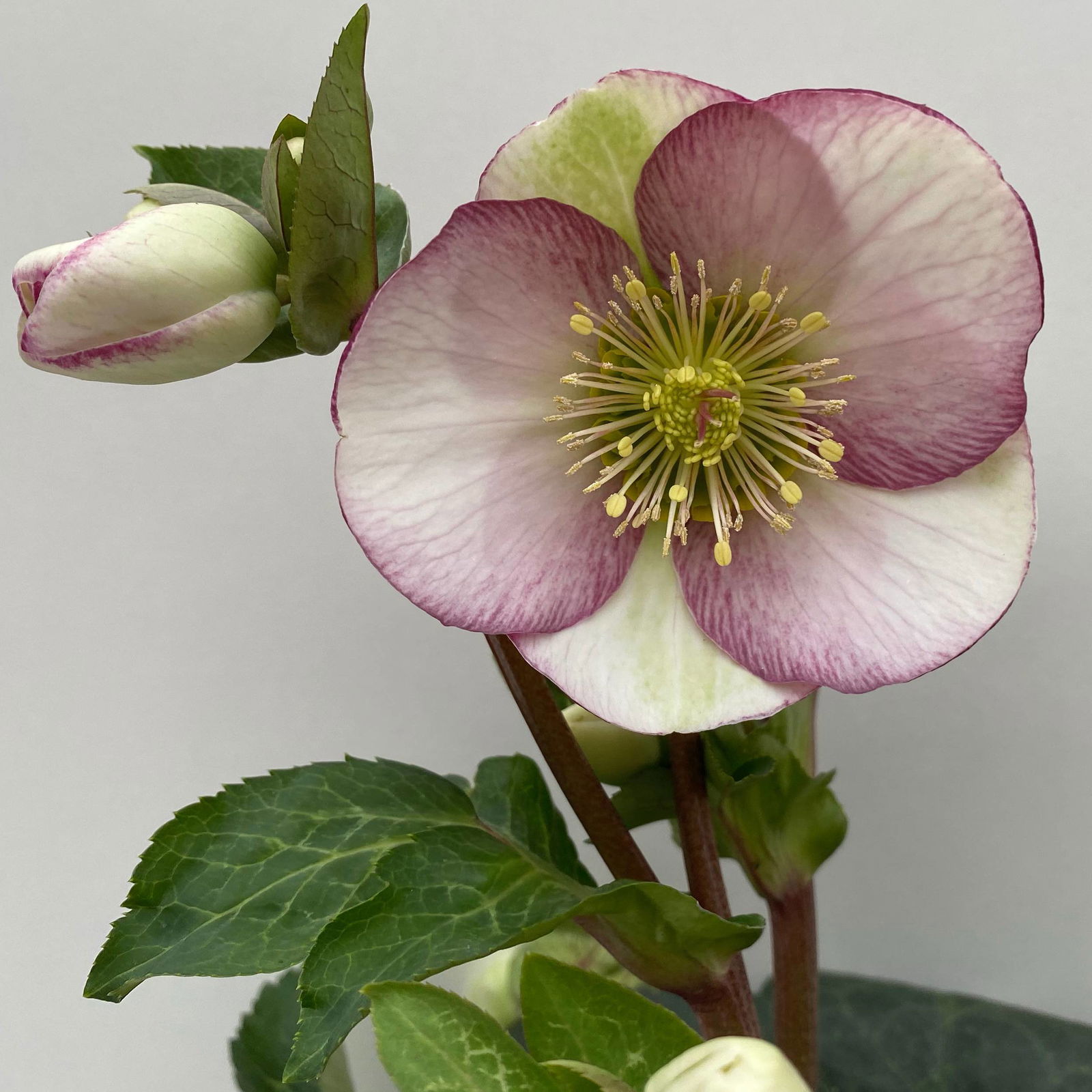 Helleborus 'Glenda's Gloss' rosa-weiß, Topf-Ø 15 cm