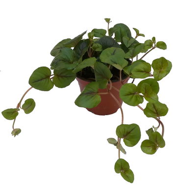 Pfennigkraut 'Sunburst', 6er-Set, Topf 12 cm Ø