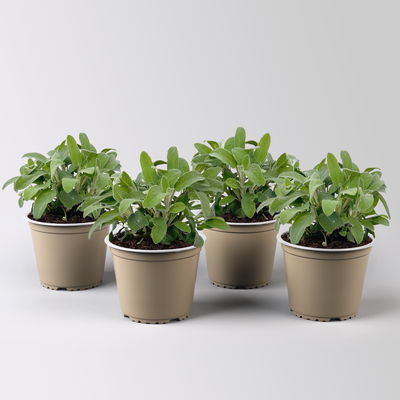 Sunny Herbs® Salbei kleinblättrig, violettblau, Topf-Ø 14cm, 4 Pflanzen