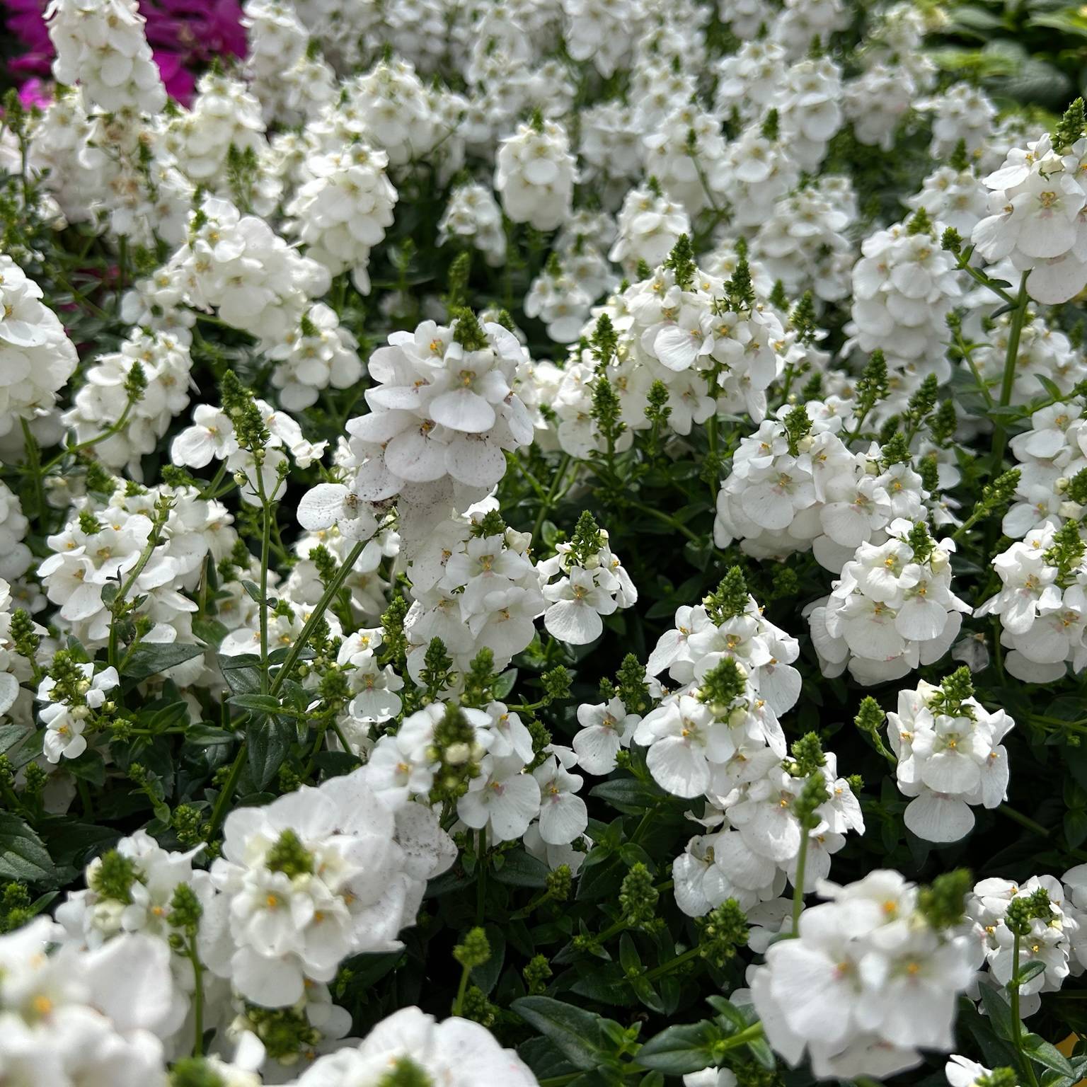 Elfensporn, weiß, Topf-Ø 12 cm, 6 Pflanzen