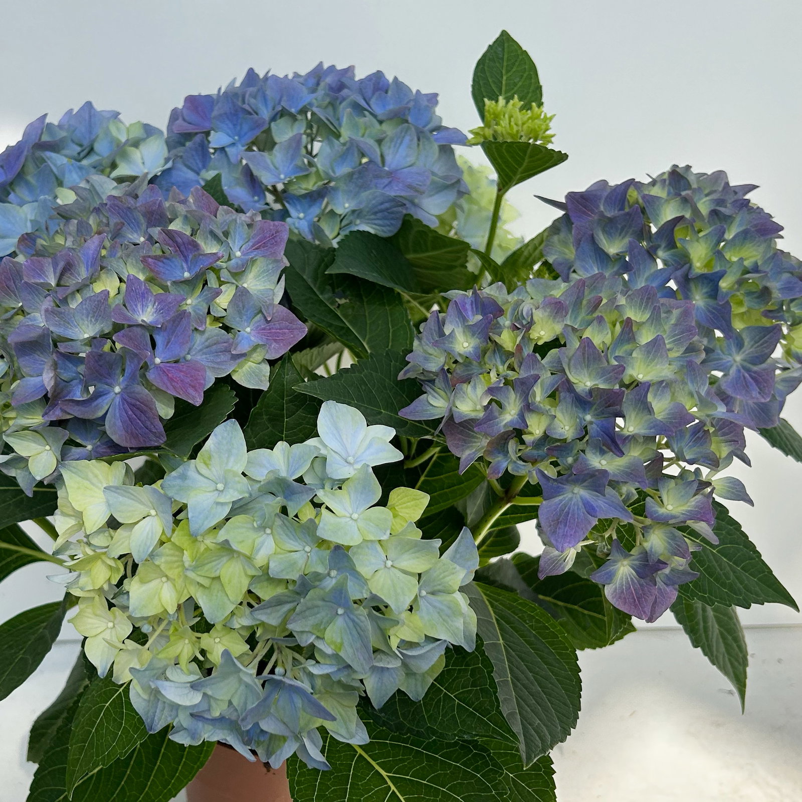Hortensie 'Everlast Blue', Topf-Ø 14 cm, H: 40 cm, 2 Pflanzen