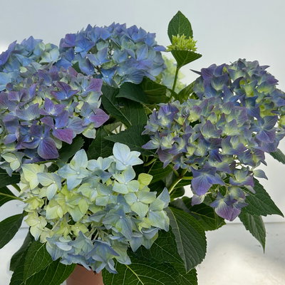 Hortensie 'Everlast Blue', Topf-Ø 14 cm, H: 40 cm, 2 Pflanzen