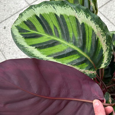 Calathea 'Angela', Topf-Ø 19 cm, Höhe ca. 40-70 cm Calathea 'Angela', Topf-Ø 19 cm, Höhe ca. 40-70 cm