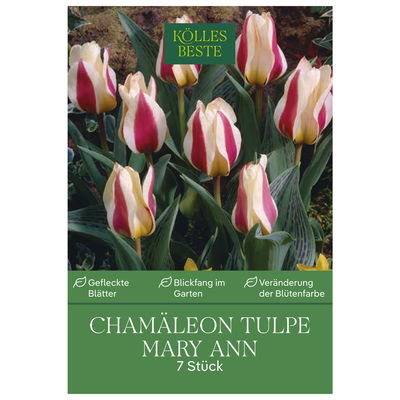 Chamäleon Tulpen 'Mary Ann', lachsfarben/rot, 7 Blumenzwiebeln