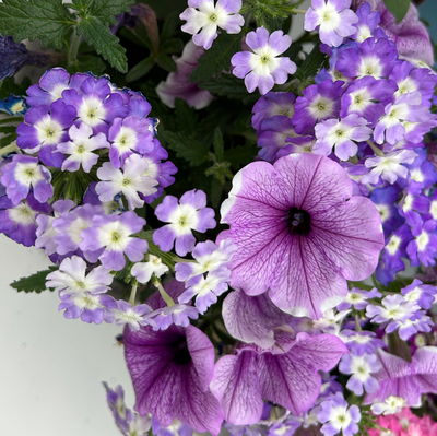 Eisenkraut/Petunien Duo, lila, Topf-Ø 14 cm, 4 Pflanzen