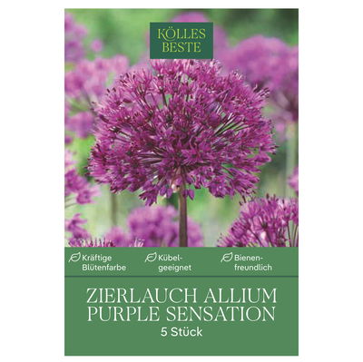 Zierlauch Allium Purple Sensation 5 Blumenzwiebeln Zierlauch Allium Purple Sensation 5 Blumenzwiebeln
