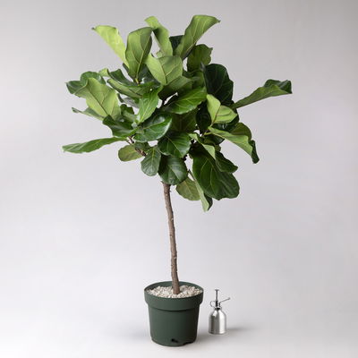 Geigenfeige, Stamm, Topf-Ø 27 cm, Höhe ca. 150 cm, inkl. Bewässerungssystem