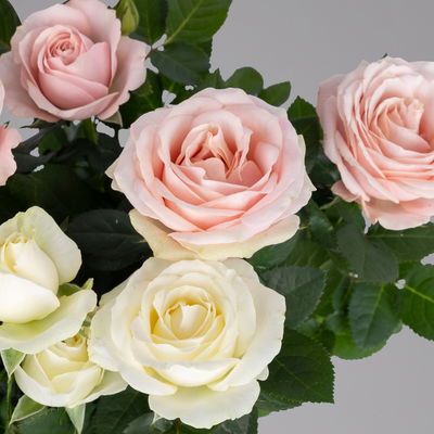 Rose 'Infinity' Duo, rosa-weiß, Topf-Ø 14 cm, 2 Pflanzen