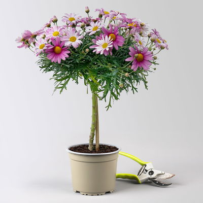 Margerite, rosa, Stamm, Topf-Ø 15 cm, 2 Pflanzen Margerite, rosa, Stamm, Topf-Ø 15 cm, 2 Pflanzen