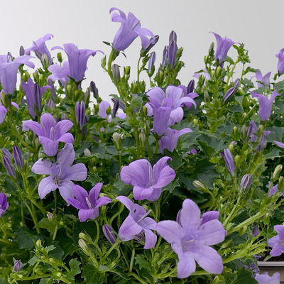 Glockenblume 'Ambella® Lavender' hellviolett, Topf-Ø 15 cm, 3er-Set