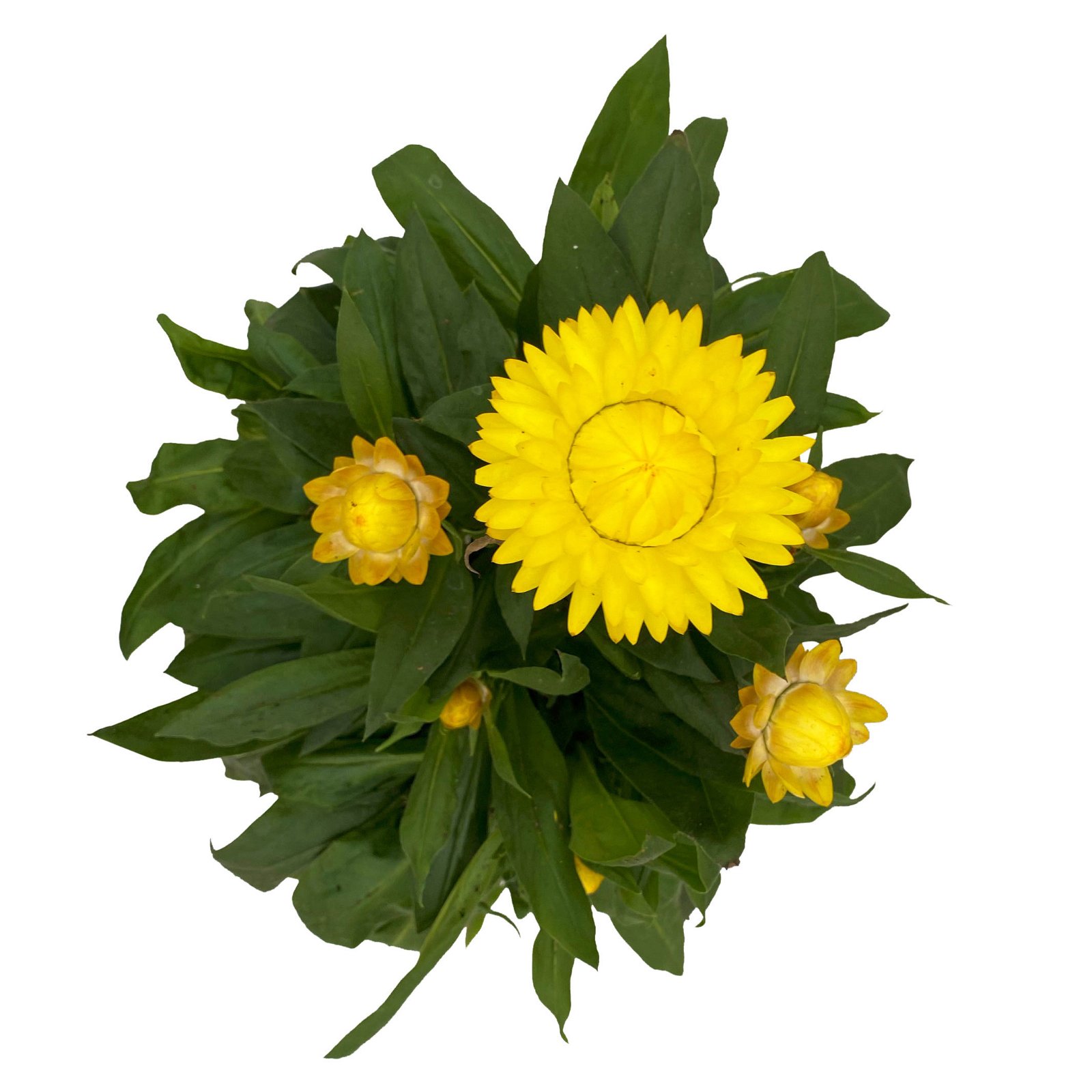 Strohblume 'Granvia Gold' gelb, Topf-Ø 23 cm