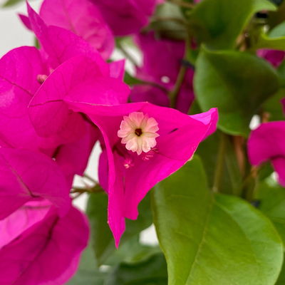 Bougainvillea, Pyramide, Topf-Ø 17 cm, Höhe ca. 65 cm, 2 Pflanzen