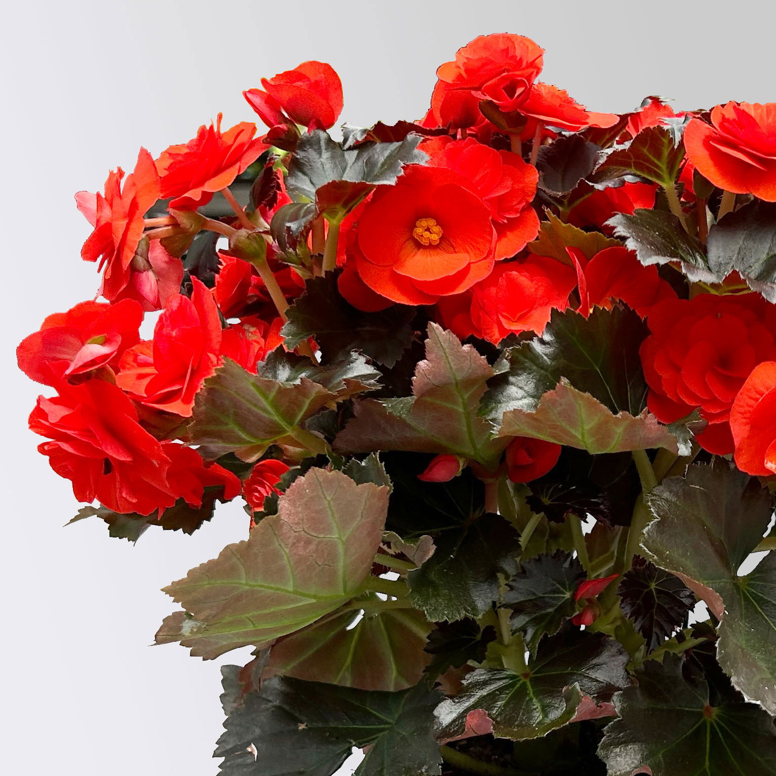 Elatior-Begonie, orangerot, dunkellaubig, Topf-Ø 14 cm, 4 Pflanzen