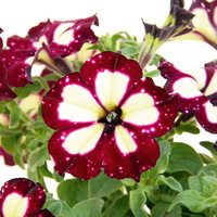 Petunie 'Lightning Sky®', rot-creme, Ampeltopf-Ø 27 cm, mit Wasserspeicher
