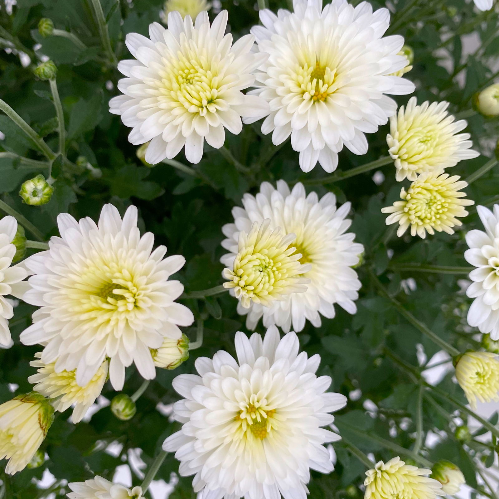 Chrysanthemen-Busch, weiß, Topf-Ø 19 cm, 3er-Set