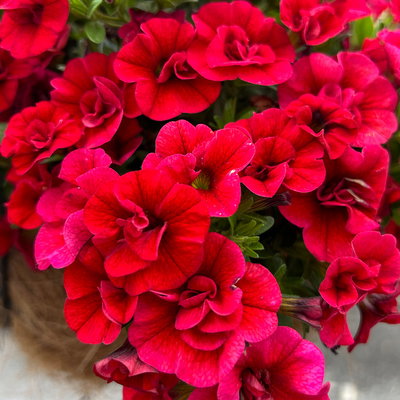 Zauberglöckchen, rot, gefüllt, Topf-Ø 13 cm, 6 Pflanzen