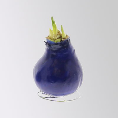 Amaryllis in Wachs, Dekor ' Create Blue', Farbe zufällig, Blüte rot, 2 Pflanzen