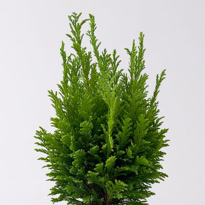 Gelbgrüne Kegelzypresse 'Ellwood's Empire', Topf-Ø 13 cm, 6 Pflanzen