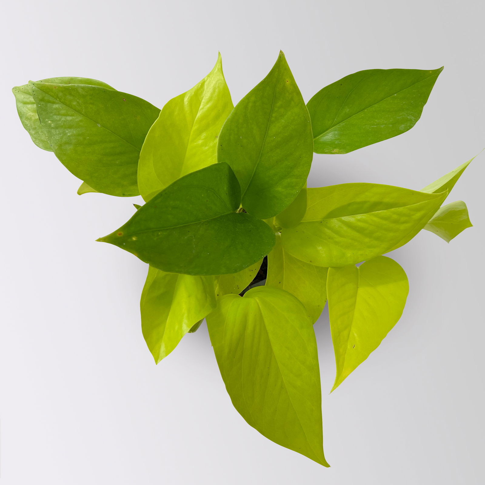 Efeutute 'Lime', gelbgrün, Topf-Ø 12 cm, 3 Pflanzen