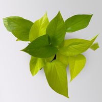 Efeutute 'Lime', gelbgrün, Topf-Ø 12 cm, 3 Pflanzen
