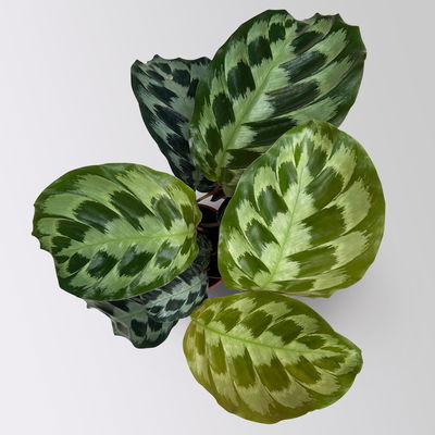 Calathea 'Kennedy', Topf-Ø 14 cm, Höhe ca. 40 cm, 2 Pflanzen Calathea 'Kennedy', Topf-Ø 14 cm, Höhe ca. 40 cm, 2 Pflanzen