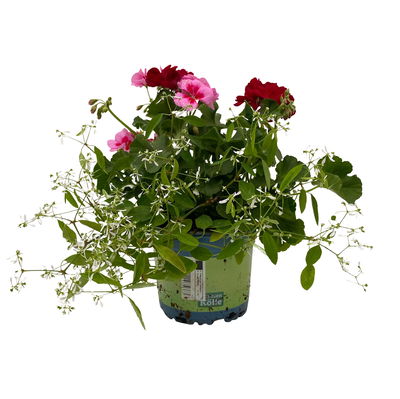 Geranien-Schneewolke-Mix rot/rosa-weiß, Topf-Ø 14 cm, 4 Pflanzen