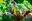 Mangold