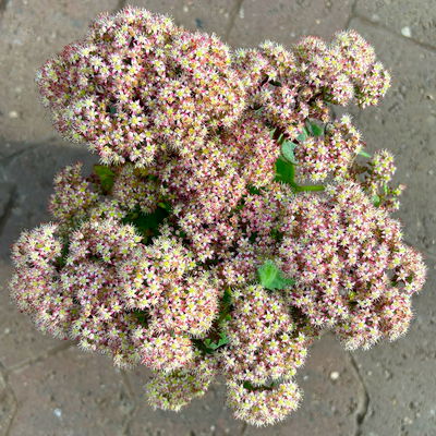 Hohe Fetthenne 'Rose Charm', rosa, Topf-Ø 13 cm, 6er-Set Hohe Fetthenne 'Rose Charm', rosa, Topf-Ø 13 cm, 6er-Set