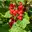 Johannisbeeren Johannisbeeren