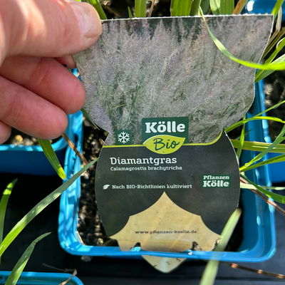 Bio Diamantgras, silbrig-rosa, Topf 11x11 cm, 3 Pflanzen Bio Diamantgras, silbrig-rosa, Topf 11x11 cm, 3 Pflanzen