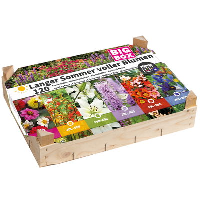 Blumenzwiebel Big Box 'Langer Sommer voller Blumen', bunt