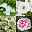 Pflanzenkreation Blütenmärchen, groß, 6 Pflanzen inkl. Erde und Dünger