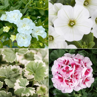 Pflanzenkreation Blütenmärchen, 6 Pflanzen inkl. Erde und Dünger Pflanzenkreation Blütenmärchen, 6 Pflanzen inkl. Erde und Dünger