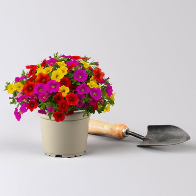 Zauberglöckchen 'Candy House', orange-gelb-pink, Topf-Ø 12 cm, 6 Pflanzen