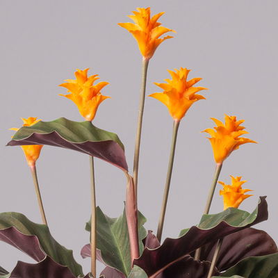 Korbmarante, Goeppertia crocata syn. Calathea, Topf-Ø 14 cm, Höhe ca. 40 cm Korbmarante, Goeppertia crocata syn. Calathea, Topf-Ø 14 cm, Höhe ca. 40 cm